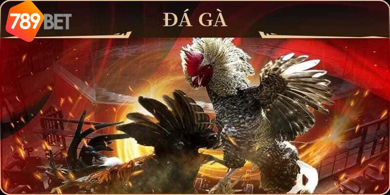 Đá Gà Cúp C1: Hấp dẫn và căng thẳng trong cuộc đọ sức 2 Đá Gà Cúp C1