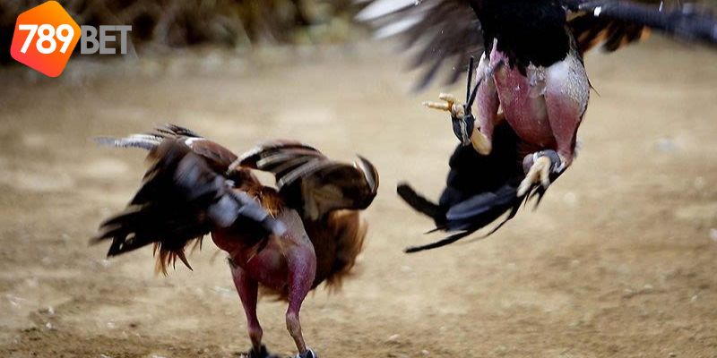 Đá Gà Phi: Sự phong phú và hấp dẫn của đá gà Phi 3 Đá Gà Phi