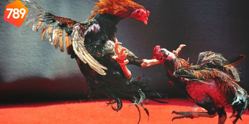 Đá Gà Phi: Sự phong phú và hấp dẫn của đá gà Phi 2 Đá Gà Phi