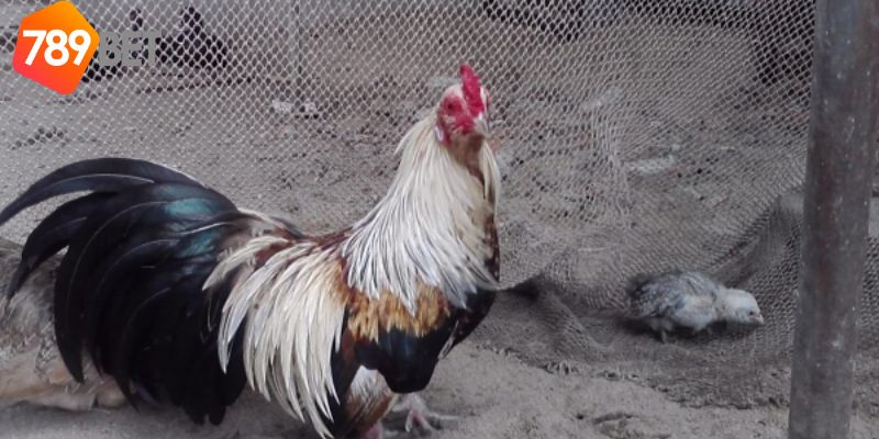 Đá gà tre cựa sắt: Sự độc đáo của đá gà tre cựa sắt 2 đá gà tre cựa sắt