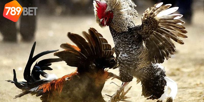 Nhà cái đá gà: Hướng dẫn chơi đá gà trực tuyến 3 nhà cái đá gà