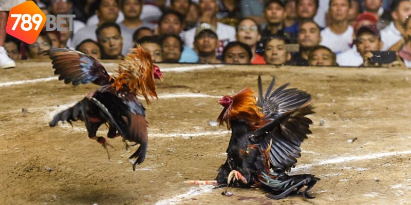 Nuôi gà đá: Cách nuôi gà và rèn luyện gà đá chất lượng 3 nuôi gà đá