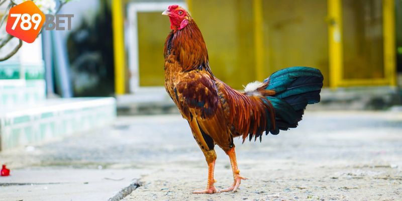 Nuôi gà đá: Cách nuôi gà và rèn luyện gà đá chất lượng 2 nuôi gà đá