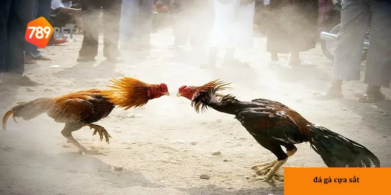 Đá gà cựa sắt – Xem ngay trận đấu gà cựa sắt đầy kịch tính 2 Giới thiệu sơ lược về Đá gà cựa sắt