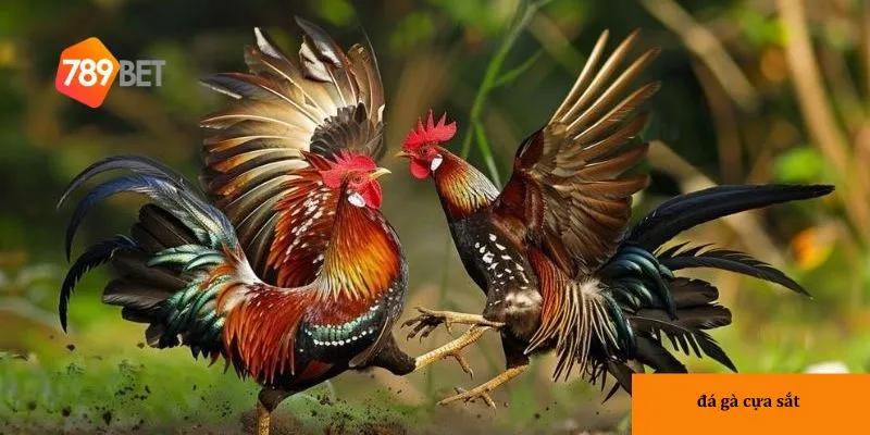 Đá gà cựa sắt – Xem ngay trận đấu gà cựa sắt đầy kịch tính 4 Ưu điểm khi xem đá gà tại nhà cái 789bet