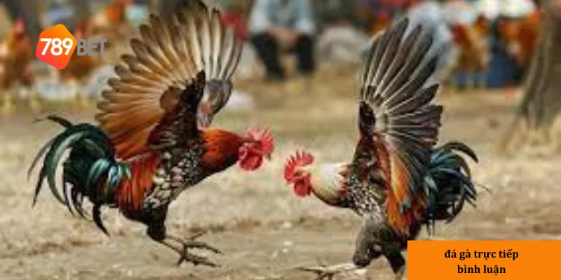 Đá gà trực tiếp bình luận – Xem trận đấu hấp dẫn với bình luận 3 Lợi ích của việc xem đá gà trực tiếp bình luận