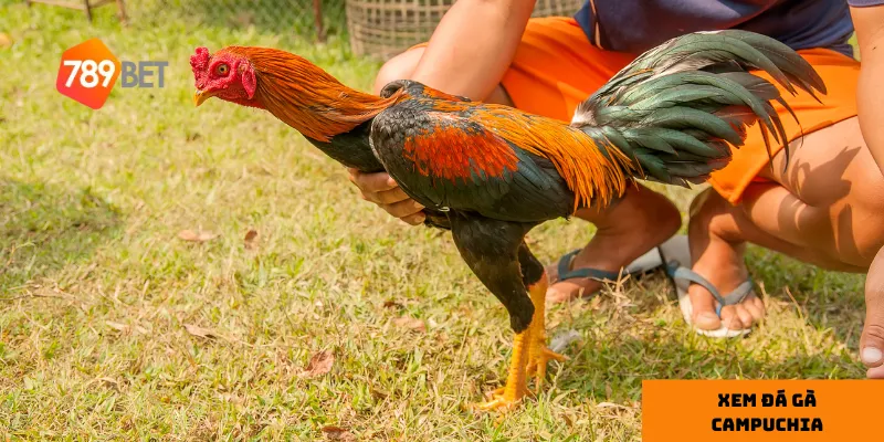 Xem đá gà Campuchia trực tiếp, cập nhật kết quả mới nhất 3 Xem trực tiếp qua các nền tảng uy tín giúp bạn trải nghiệm trận đấu với chất lượng tốt nhất.