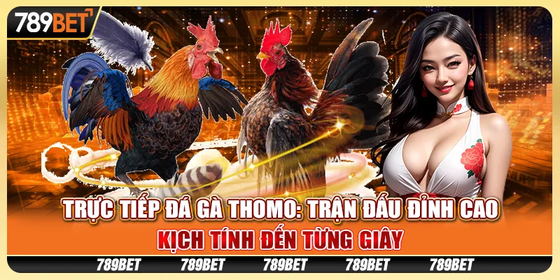 Trực tiếp đá gà Thomo: Trận đấu đỉnh cao, kịch tính đến từng giây