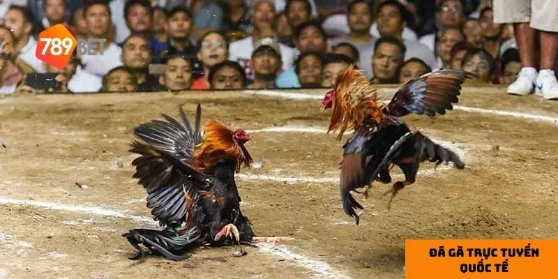 Đá gà trực tuyến quốc tế: Những trận đấu đỉnh cao cực kịch tính 2 Tạo tài khoản đảm bảo sự bảo mật tối ưu.