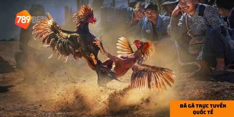Đá gà trực tuyến quốc tế: Những trận đấu đỉnh cao cực kịch tính 3 Hiểu rõ chiến kê giúp tăng cơ hội thắng cược.