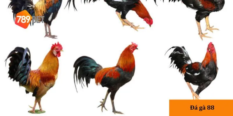 Đá gà 88: Trải nghiệm giải trí đỉnh cao với tỷ lệ thắng cực lớn 3 Tìm hiểu thông tin chiến kê là cách giúp bạn đánh giá chính xác hơn.