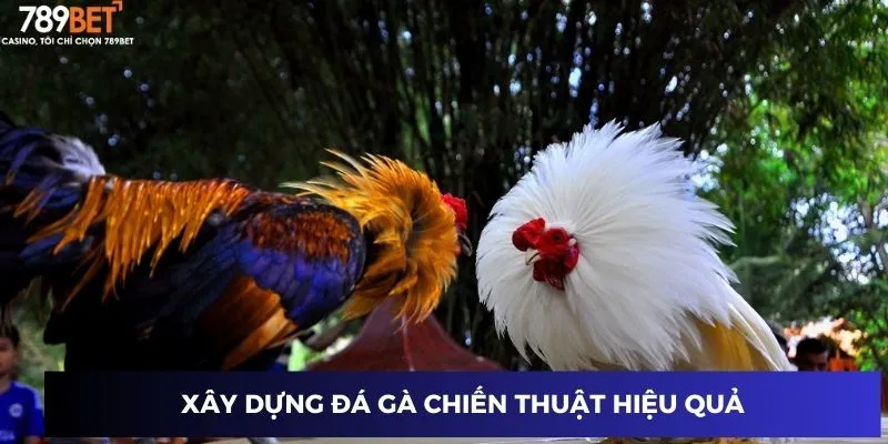 Đá Gà Chiến Thuật: Bí Mật Cao Thủ Khiến Bạn Luôn Dẫn Đầu 2 Xây dựng chiến thuật hiệu quả