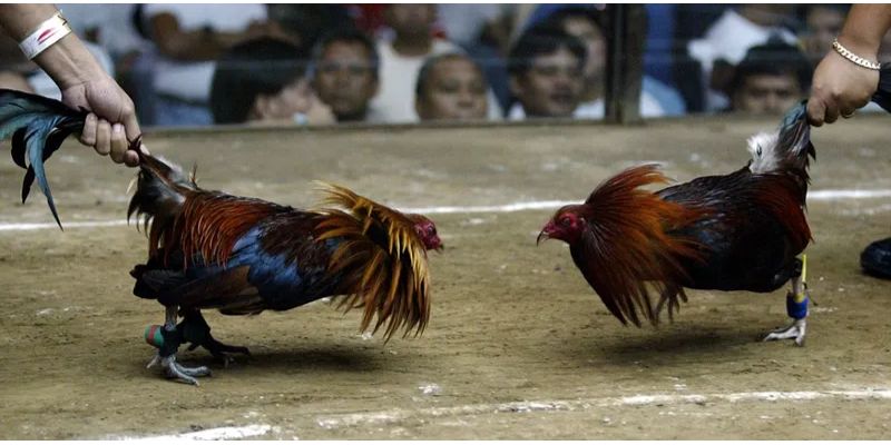 789Bet Đá Gà Cựa Sắt Thomo - Trải Nghiệm Trực Tiếp Gay Cấn 3 Tìm hiểu luật đá gà cựa sắt Thomo chi tiết