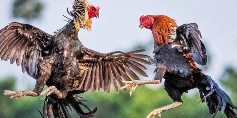 789Bet Đá Gà Cựa Sắt Thomo - Trải Nghiệm Trực Tiếp Gay Cấn 4 Bí quyết tham gia đá gà cựa sắt hiệu quả
