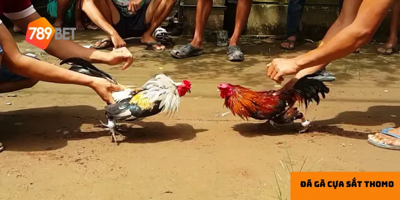 Đá gà cựa sắt Thomo: Trận đấu kịch tính, cược dễ thắng lớn 2 Đá gà cựa sắt Thomo mang đến sự hấp dẫn nhờ tính quyết liệt và tốc độ của trận đấu.