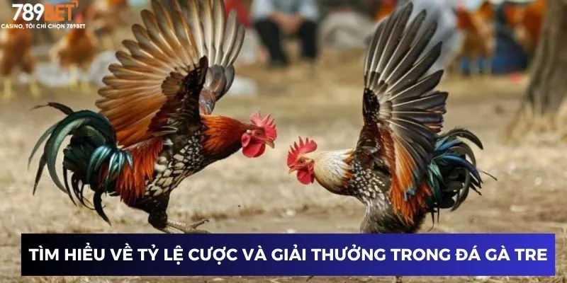 Đá Gà Tre Nhanh: Cách Chơi và Mẹo Thắng Dễ Dàng Nhất 2 Tìm hiểu về tỷ lệ cược và giải thưởng trong đá gà tre