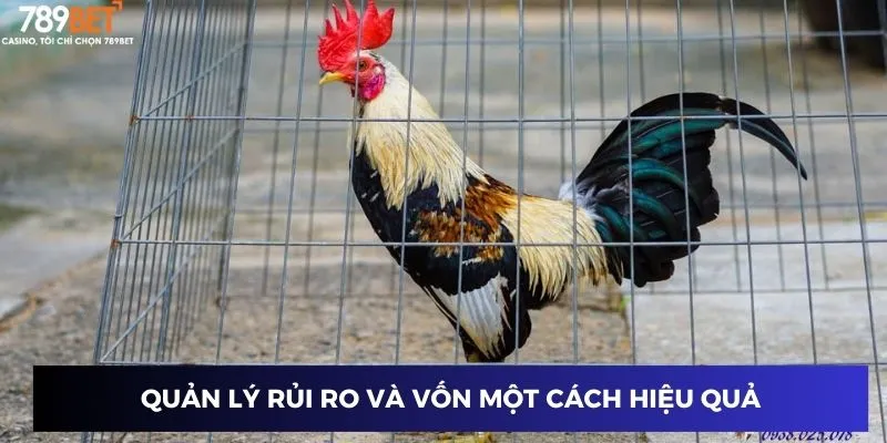 Đá Gà Tre Nhanh: Cách Chơi và Mẹo Thắng Dễ Dàng Nhất 3 Quản lý vốn hiệu quả