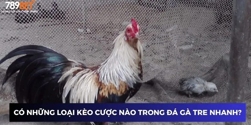 Đá Gà Tre Nhanh: Cách Chơi và Mẹo Thắng Dễ Dàng Nhất 4 Có những loại kèo cược nào trong đá gà tre nhanh?
