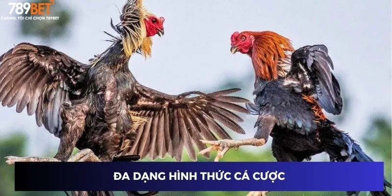 Đá Gà Trực Tiếp Trên Mạng – Trận Đấu Nảy Lửa Cùng 789BET 2024 2 Đa dạng hình thức cá cược