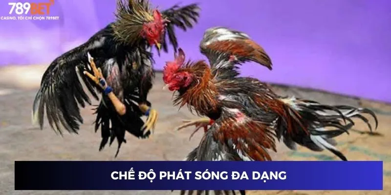 Đá Gà Trực Tiếp Trên Mạng – Trận Đấu Nảy Lửa Cùng 789BET 2024 3 Chế độ phát sóng đa dạng