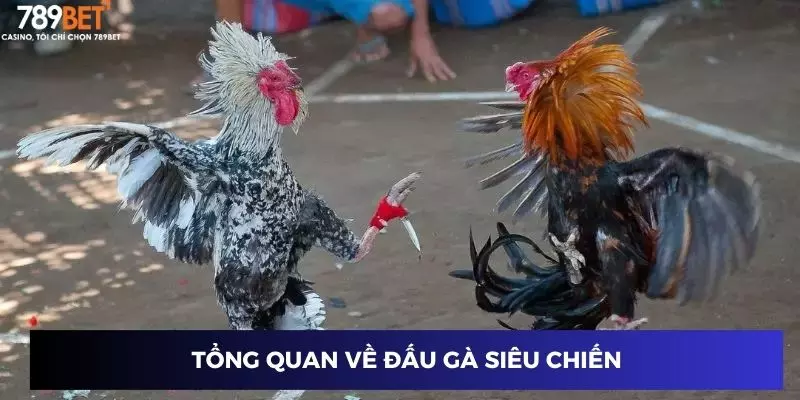 Đấu gà siêu chiến: Cược dễ thắng với các trận đấu mãn nhãn 2 Tổng quan về đấu gà siêu chiến
