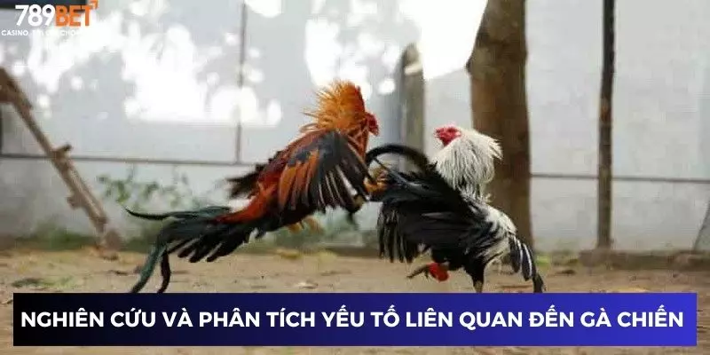 Đấu gà siêu chiến: Cược dễ thắng với các trận đấu mãn nhãn 4 Nghiên cứu và phân tích các yếu tố liên quan đến gà chiến