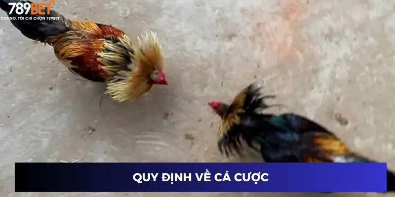 Trận Chiến Gà Tre – Đưa Chiến Lược Cược Của Bạn Lên Tầm Cao 3 Quy định về cá cược