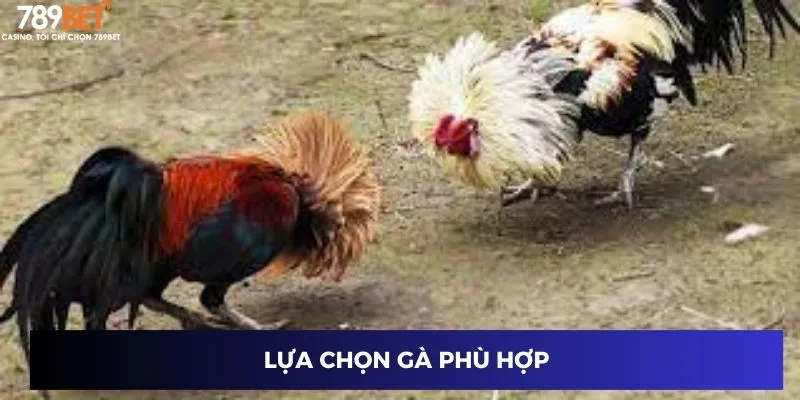 Trận Chiến Gà Tre – Đưa Chiến Lược Cược Của Bạn Lên Tầm Cao 4 Lựa chọn gà phù hợp