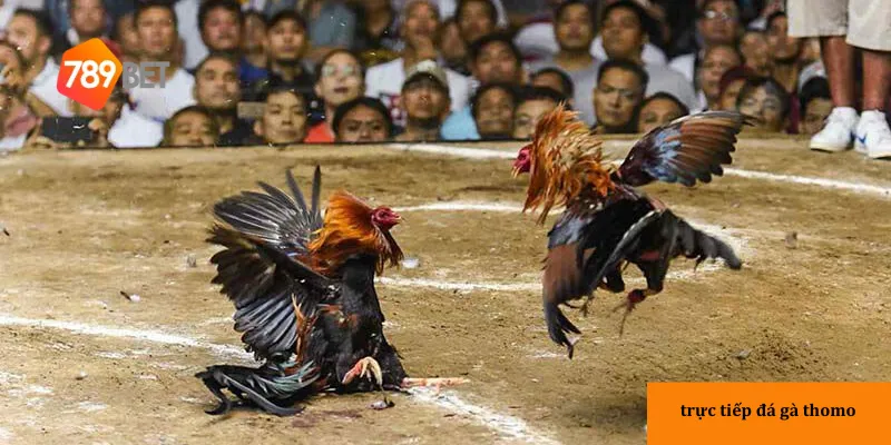 Trực tiếp đá gà Thomo: Trận đấu đỉnh cao, kịch tính đến từng giây 4 Thưởng thức đá gà Thomo qua các nền tảng uy tín giúp bạn tận hưởng trận đấu trọn vẹn.