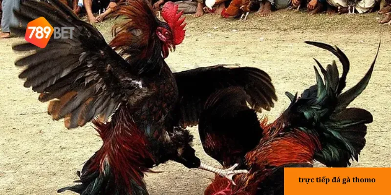 Trực tiếp đá gà Thomo: Trận đấu đỉnh cao, kịch tính đến từng giây 2 Đá gà Thomo là sự kết hợp hoàn hảo giữa truyền thống và hiện đại