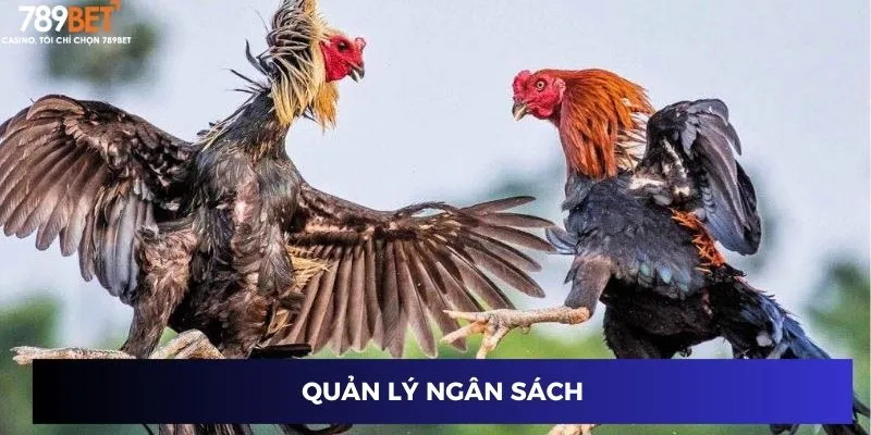 Đá Gà Campuchia Trực Tuyến - So Gà Đỉnh Cao, Trúng Đậm 3 Quản lý ngân sách