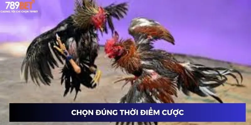Đá Gà Campuchia Trực Tuyến - So Gà Đỉnh Cao, Trúng Đậm 4 Chọn đúng thời điểm cược