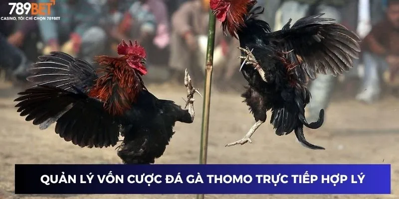Đá Gà Thomo Trực Tiếp - Sân Chơi Đỉnh Cao Năm 2025 4 Quản lý vốn cược đá gà thomo trực tiếp hợp lý
