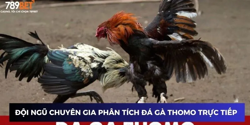 Đá Gà Thomo Trực Tiếp Hôm Nay - Hồi Hộp Với Trận Đấu Cực Hay 2 Đội ngũ chuyên gia phân tích đá gà thomo trực tiếp