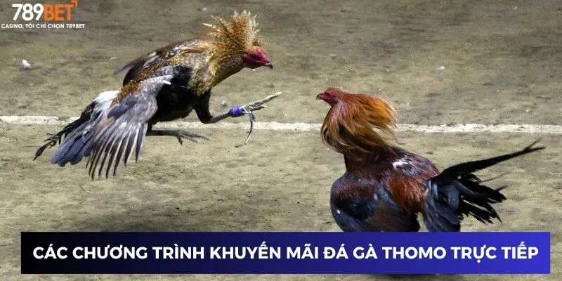 Đá Gà Thomo Trực Tiếp Hôm Nay - Hồi Hộp Với Trận Đấu Cực Hay 4 Các chương trình khuyến mãi đá gà thomo trực tiếp hôm nay