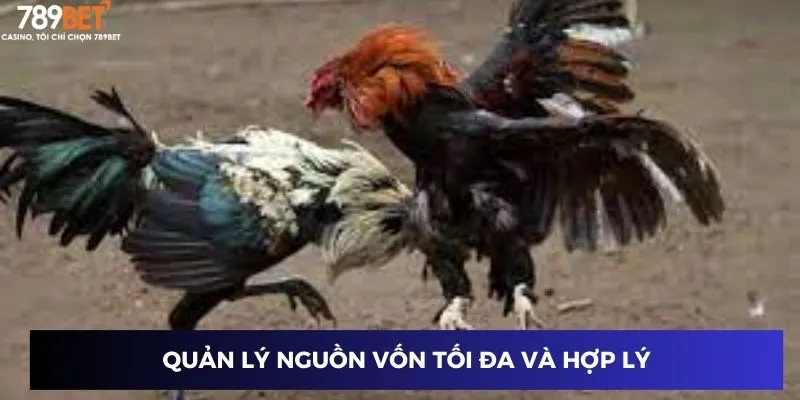 Đấu Trường Gà Cựa Dao - Chiến Lược Thắng Lớn Tại 789BET 4 Quản lý nguồn vốn tối đa và hợp lý
