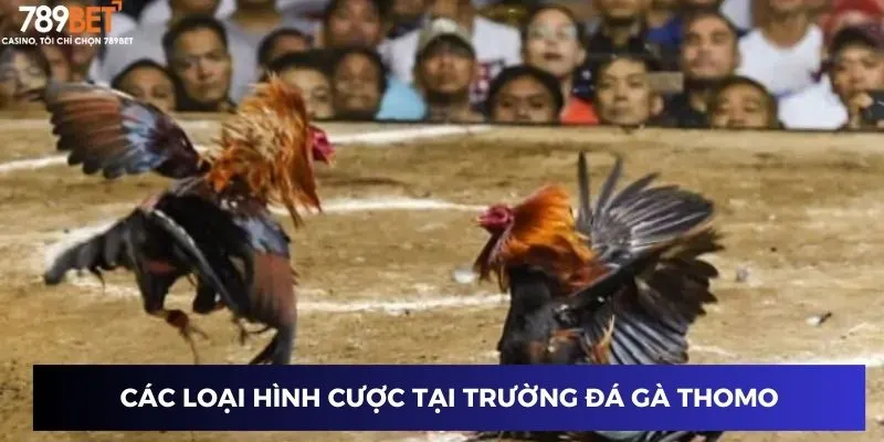 Trường Gà Thomo - Hấp Dẫn Từng Giây, Thắng Lớn Mỗi Ngày 2 Các loại hình cược tại trường đá gà Thomo