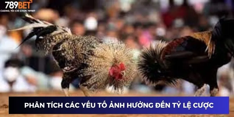Trường Gà Thomo - Hấp Dẫn Từng Giây, Thắng Lớn Mỗi Ngày 3 Phân tích các yếu tố ảnh hưởng đến tỷ lệ cược
