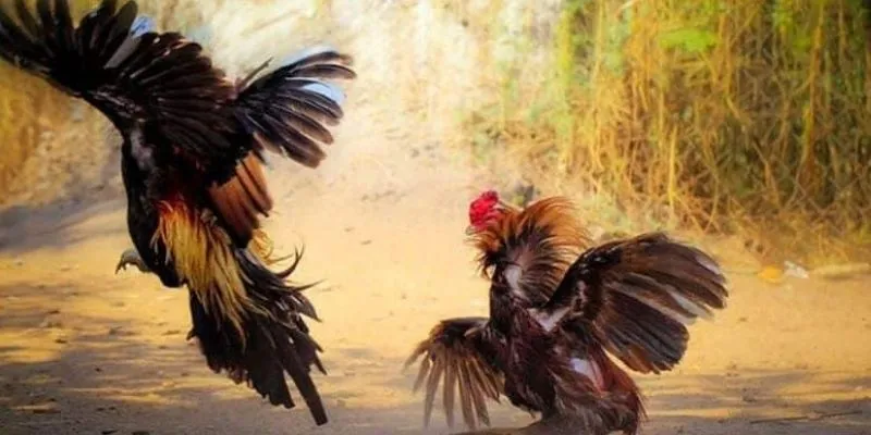 Đá gà Malay tại 789Bet – Trận đấu đá gà trực tiếp hấp dẫn và thú vị 2 Vài nét về đá gà Malay tại 789Bet